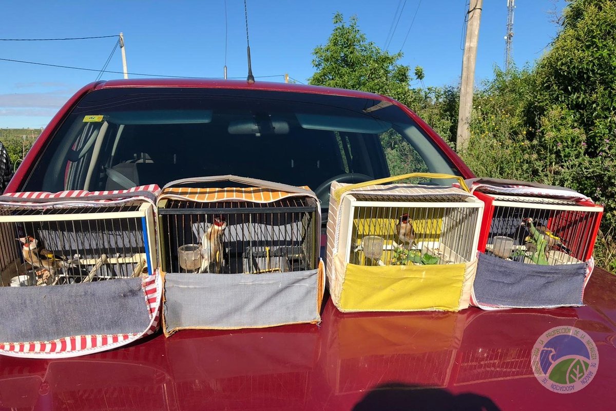 #AgentesProtecciónNaturaleza #APN del <a href="/GobAragon/">Gobierno de Aragón</a> interceptan a un furtivo de fringílidos en el #CincaMedio.
Utilizaba jilgueros silvestres enjaulados para atraer a otras aves. Se decomisan y se denuncia por incumplir Normativa de caza, de especies protegidas y por desobediencia