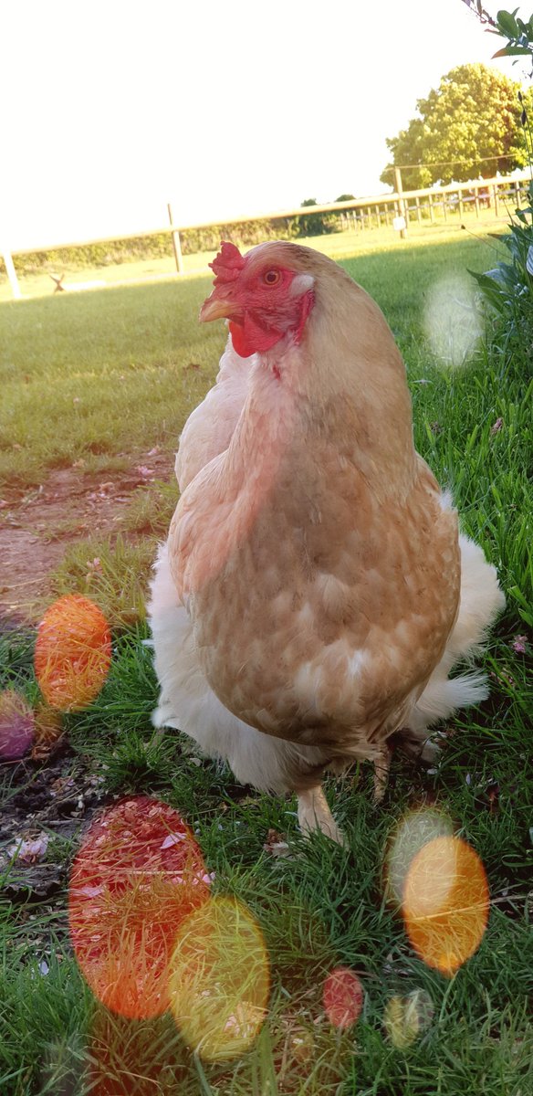 Calobarney's tweet image. Our beautiful chicken.  Nothing better then free range eggs!!