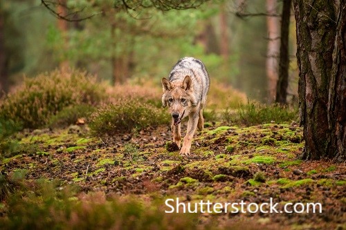 GRotgers's tweet photo. De wolf gedraagt zich niet volgens ‘het boekje’ waarmee hij is binnengehaald in Nederland. In 2013 werd gestart met het creëren van draagvlak onder de samenleving voor een warm onthaal. Sommige antwoorden van toen, kloppen niet met de werkelijkheid van nu. Welke? 1/8 https://t.co/6CmtKztUjf