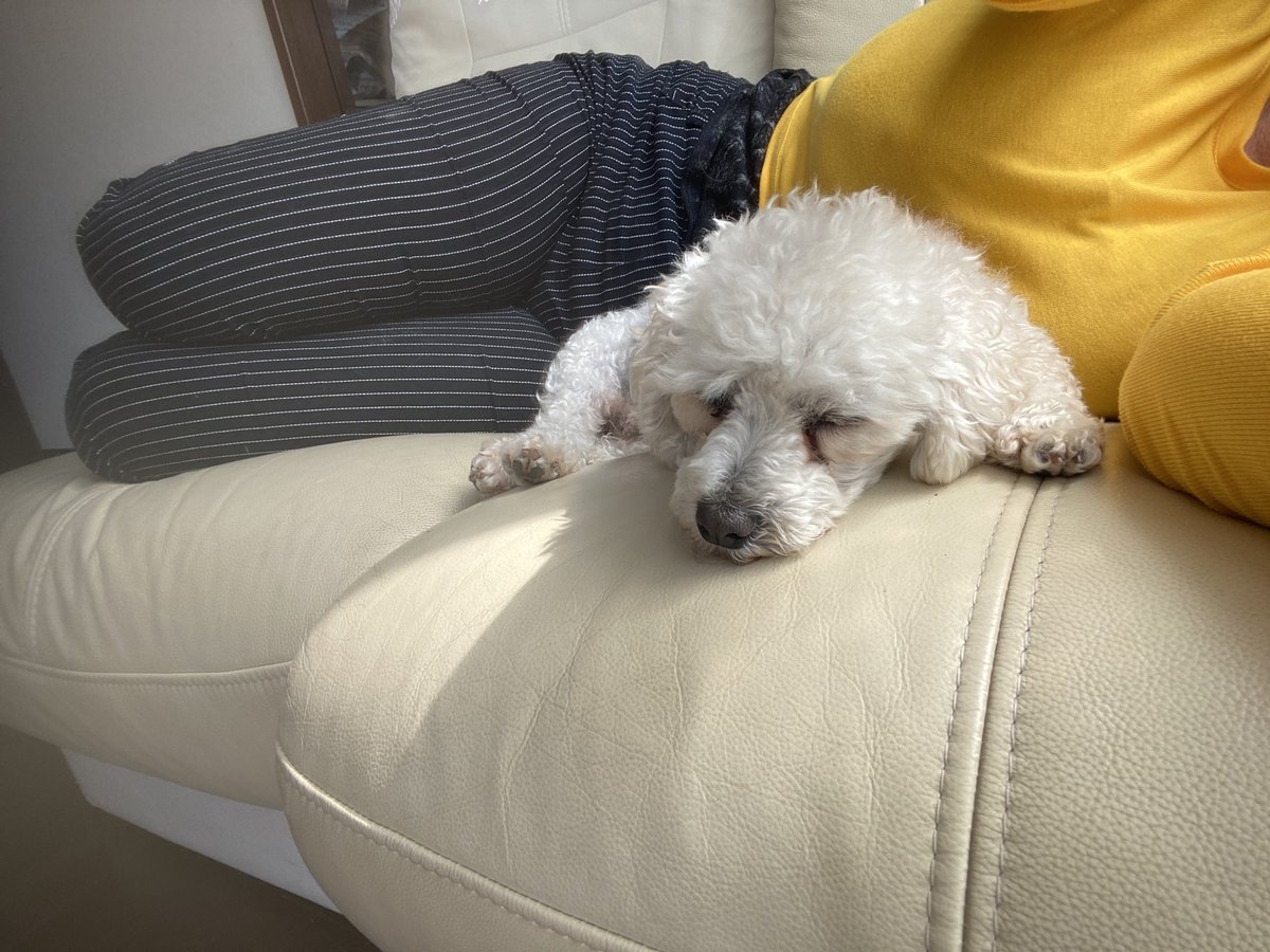 AyumiGul's tweet image. #oglusum #2can #japon