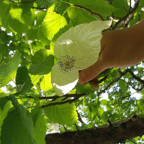 NaturalDesignCo's tweet photo. Davidia involucrata, AKA handkerchief or dove tree, when still the tree looks to be covered in pure white handkerchiefs and when the flowers are disturbed by a breeze, they look like a flock of white birds. 🕊
#trees #nature #dovetree #trees #aboriculture #davidiainvolucrata https://t.co/vvOQXFgmr2