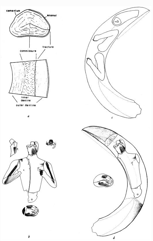 Moak (2000) offers a complete study of the manufacture of the Palaikastro Kouros in the  @BSAthens, complete with these amazing diagrams. The 8 pieces of the body of the sculpture were carved from hippo tusks and joined by a series of intricate dowels!