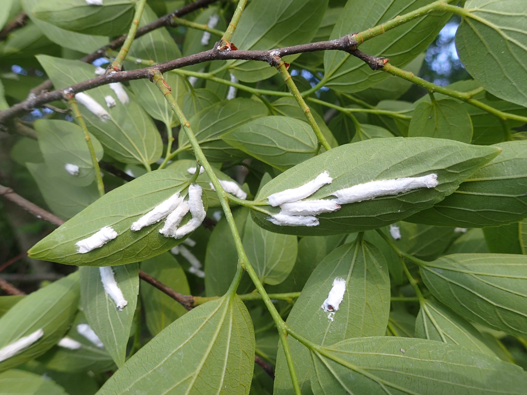 るてえる Ar Twitter エノキも割とあるのだけど 葉の裏にたくさん白いものが着いていたのは カイガラムシだろう オオワタコナカイガラムシで良いのか