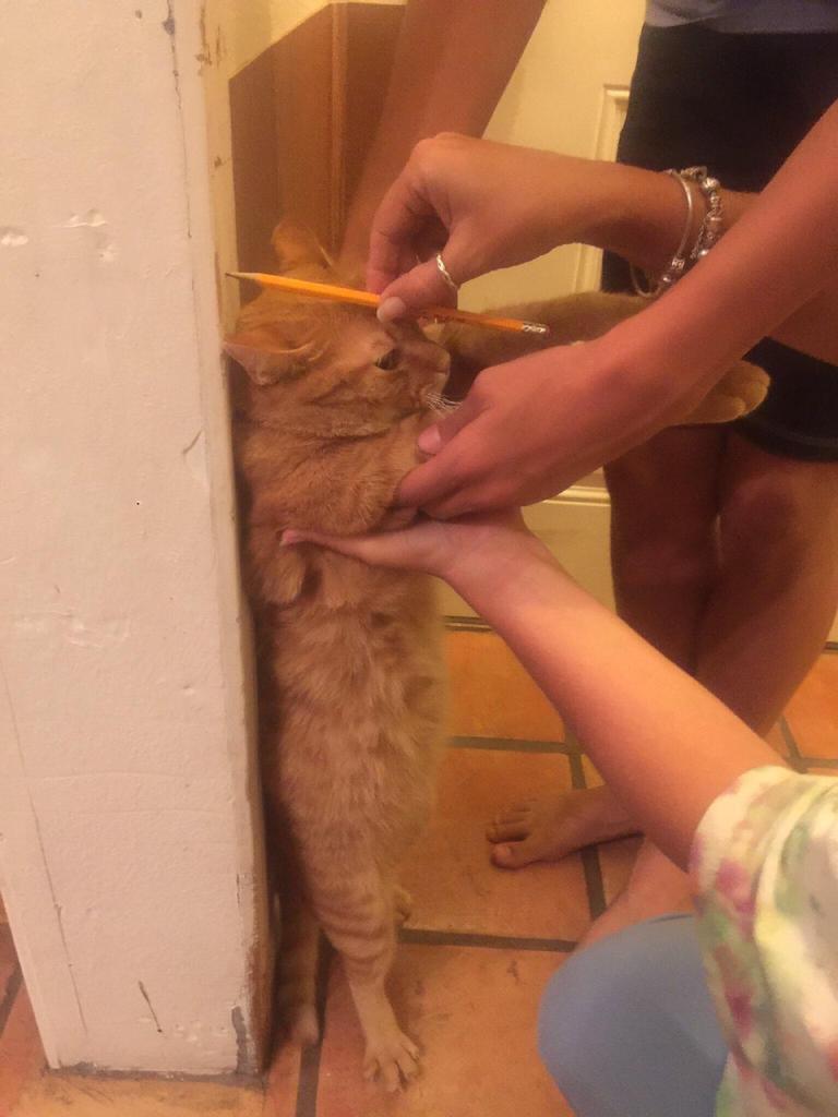 Yesbutnet's tweet photo. Ля, я вернулся. Так вот я тут в группу одну(поймёте какую) контент-мейкером устроился. Но некоторые мемы не проходят модерацию, поэтому я буду лить их сюда. https://t.co/QoEORqqqK7