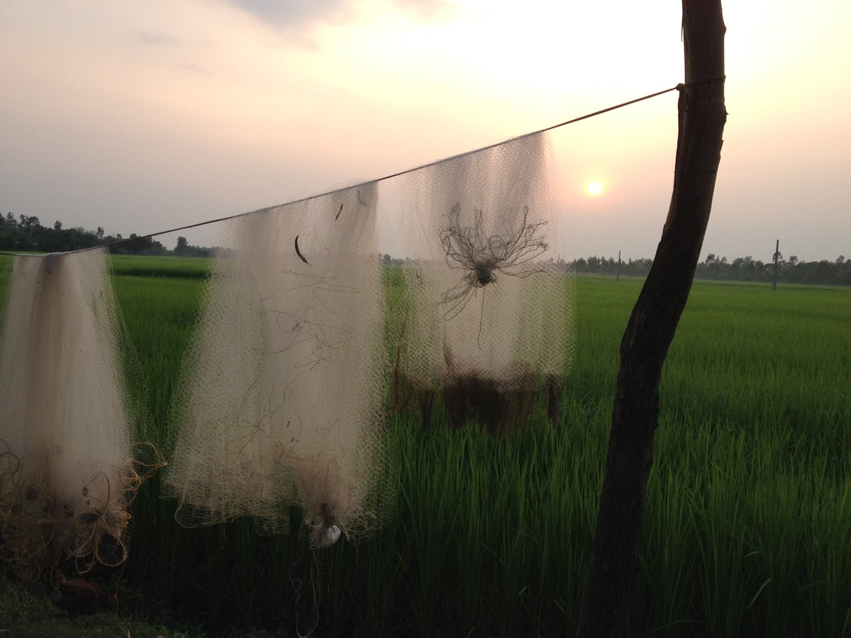 What about the salt-resistant varieties of rice, destroyed precisely because of the construction of embankments, which led to increasing reliance on freshwater agriculture  @CIFRI_ICAR  @SEDINDIA on whom  @arishapiro of  @NPR did a story @  https://www.npr.org/sections/thesalt/2016/05/18/478251064/salt-resistant-rice-offers-hope-for-farmers-clinging-to-disappearing-islands?t=1590316102406