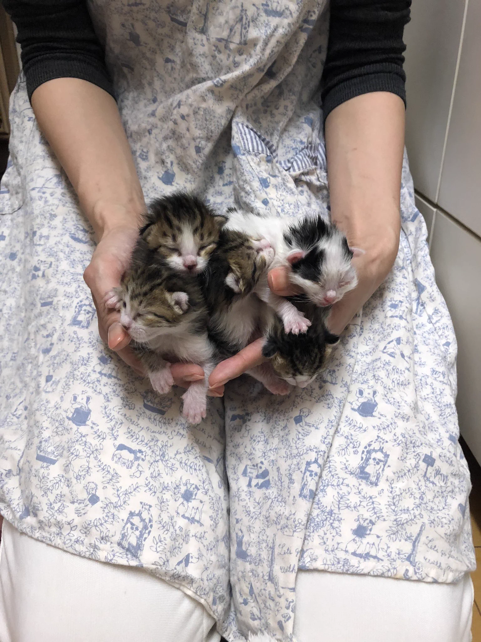 可愛さがにじみ出て止まらない!生後6週間の子猫のビフォーアフターに感動