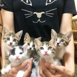 可愛さがにじみ出て止まらない!生後6週間の子猫のビフォーアフターに感動