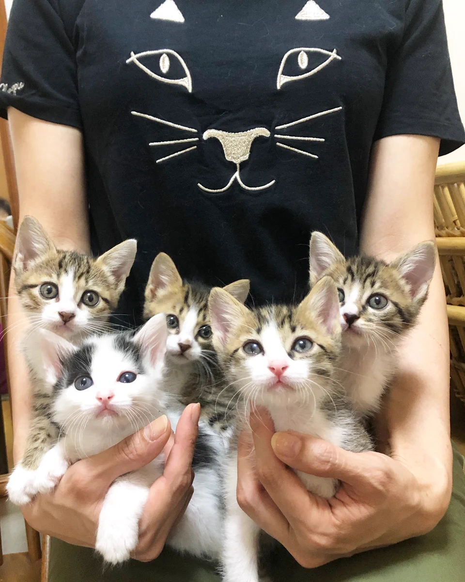可愛さがにじみ出て止まらない!生後6週間の子猫のビフォーアフターに感動