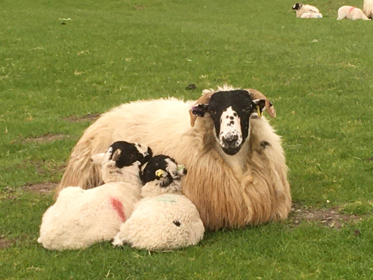 We keep  @RoughFellSheep These are our local breed. We are very involved with the breed society and all their initiatives