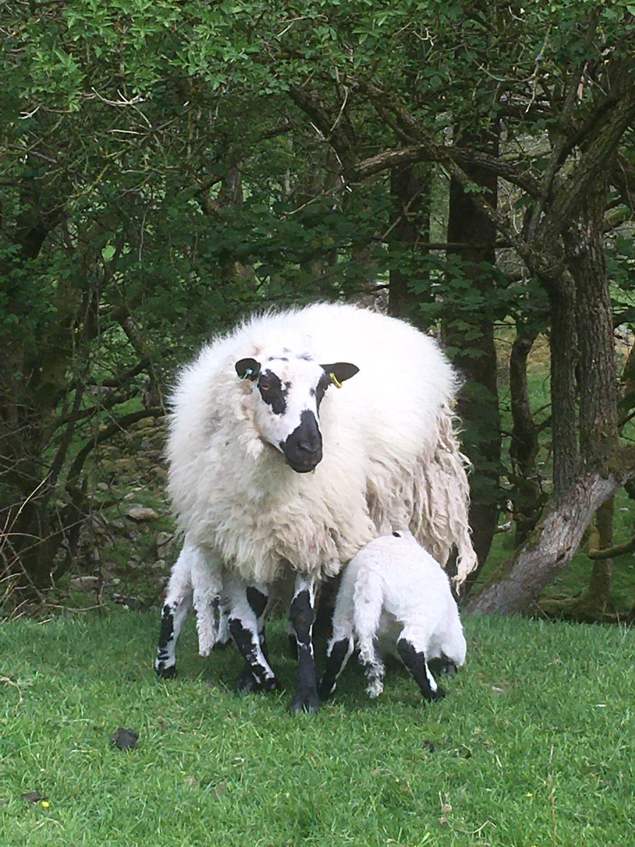 We also work with the breed society of the Welsh Hill Speckle Faced sheep to keep a quality flock outside of Snowdonia. Heaven forbid, this would be crucial in case of a disease outbreak there