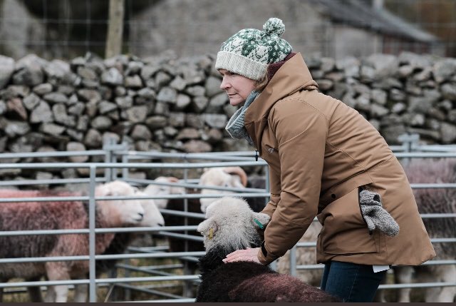 Last year I attended 27 Shepherds Meets for  @lakedistrictnpa These are key cultural events that it is vital to support photos  @billplumtree