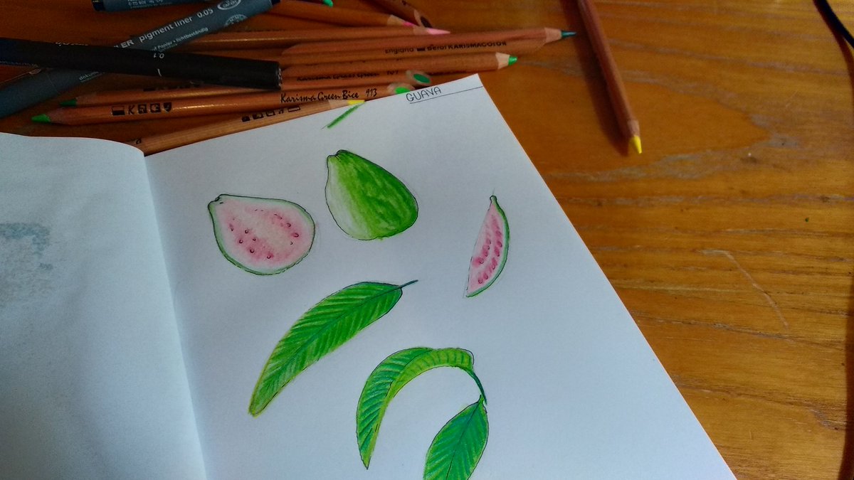 Guava study  #sketch #sketchbook #arteinquarantena #drawing #Pencildrawing #karismacolor