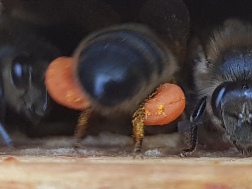 GalteeHoney's tweet photo. Amazing #pollen coming in on the #bees legs at the moment. Still a bit of dark orange, horse chestnut (dark red) and sycamore (light yellow - this photo also shows pollen grains on wings). Beautiful all together in the honeycomb. #irishbees #beekeeping #irishhoney https://t.co/kmqbBAztWA