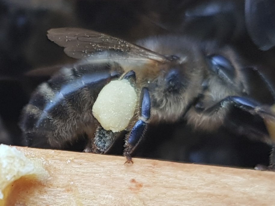 GalteeHoney's tweet photo. Amazing #pollen coming in on the #bees legs at the moment. Still a bit of dark orange, horse chestnut (dark red) and sycamore (light yellow - this photo also shows pollen grains on wings). Beautiful all together in the honeycomb. #irishbees #beekeeping #irishhoney https://t.co/kmqbBAztWA