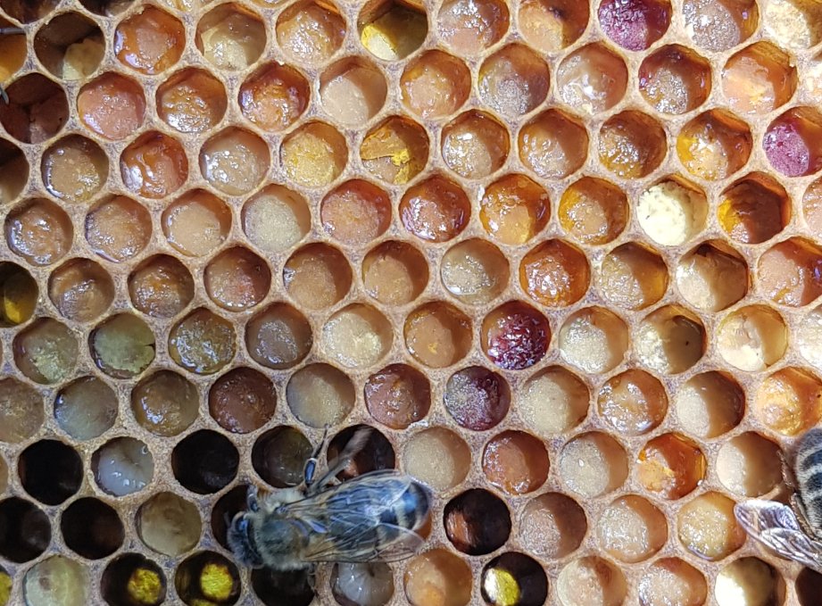 GalteeHoney's tweet photo. Amazing #pollen coming in on the #bees legs at the moment. Still a bit of dark orange, horse chestnut (dark red) and sycamore (light yellow - this photo also shows pollen grains on wings). Beautiful all together in the honeycomb. #irishbees #beekeeping #irishhoney https://t.co/kmqbBAztWA