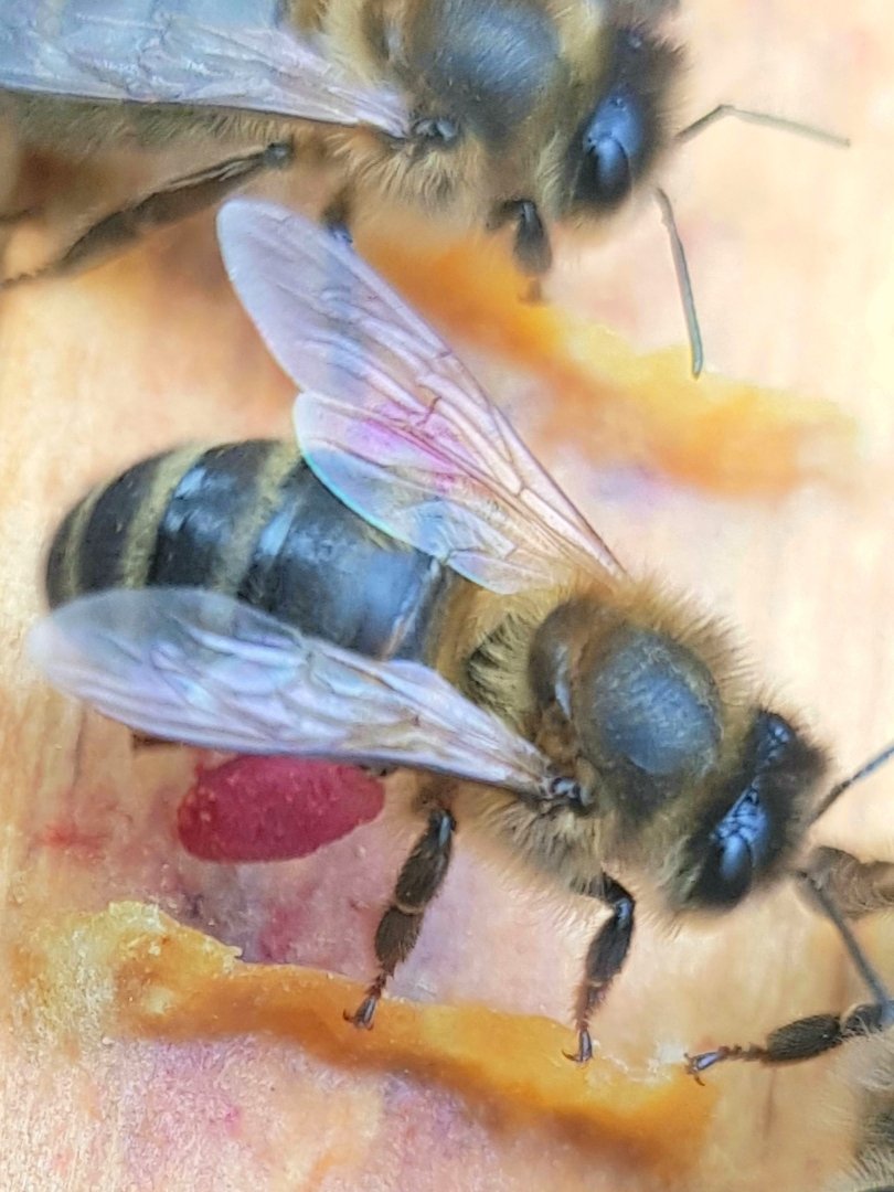 GalteeHoney's tweet photo. Amazing #pollen coming in on the #bees legs at the moment. Still a bit of dark orange, horse chestnut (dark red) and sycamore (light yellow - this photo also shows pollen grains on wings). Beautiful all together in the honeycomb. #irishbees #beekeeping #irishhoney https://t.co/kmqbBAztWA
