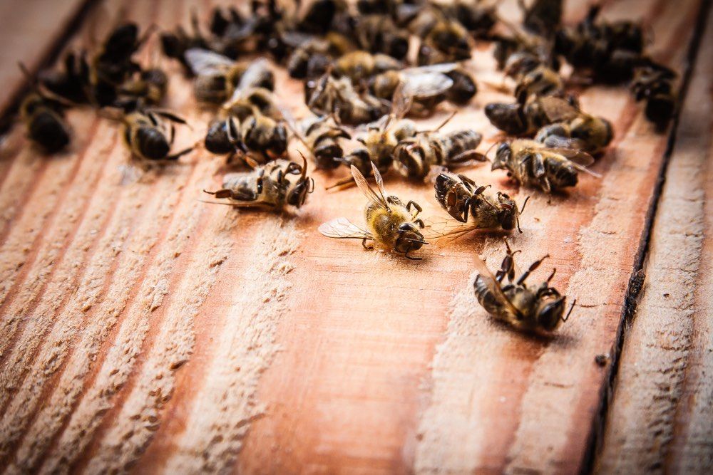 EcoInventos's tweet photo. Francia es el primer país en prohibir los cinco plaguicidas relacionados con la muerte de las abejas.

https://t.co/5ihPtcBjfh https://t.co/5PHOjzouAa