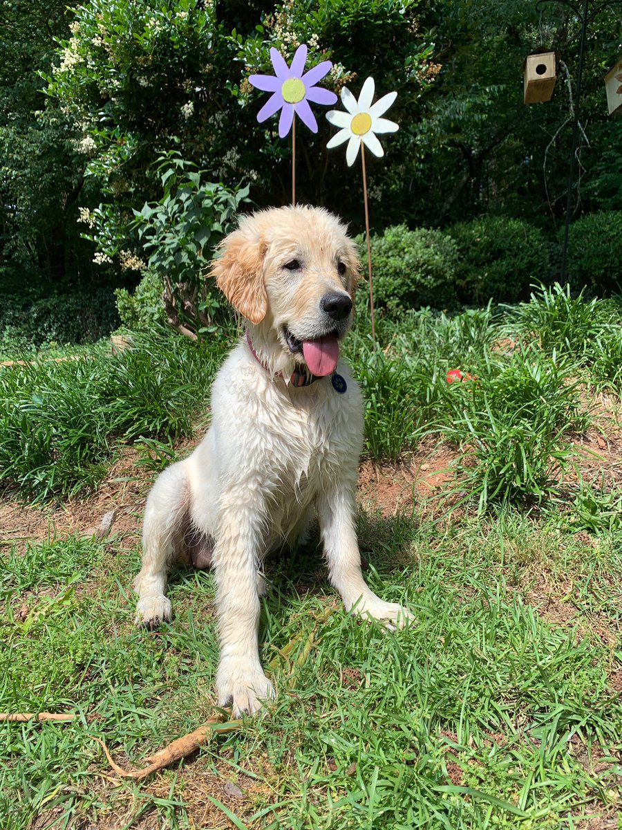 apbenven's tweet photo. If you don’t like puppy content you should probably just unfollow me now https://t.co/G8rijN3d9j