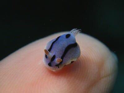 Look it’s a tiny sea slug Namjoon! It’s very very small and very very adorable! I still miss you  @BTS_twt