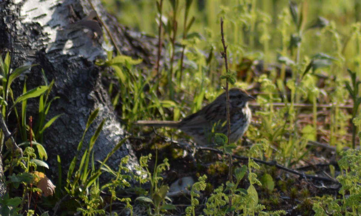 homeonsaltmarsh's tweet photo. Song Sparrow in my woodland garden #saltmarsh https://t.co/LZ8rWRAfan