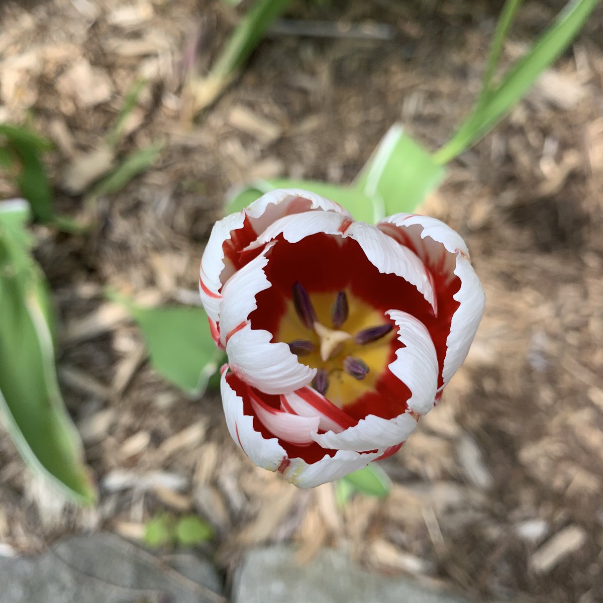 anitsirKTaylor's tweet photo. The church bells in Baden just played Oh Canada as I was out photographing my Canada 150 tulips that just opened up. #TeamCanada https://t.co/Mec1ipcUJC