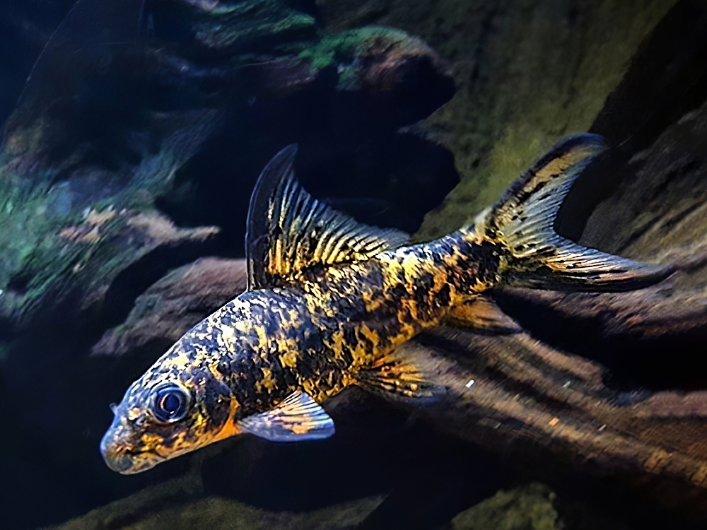 ADirectrory's tweet photo. Order Harlequin Shark with confidence!
Price starts from 1.58 GBP
Tag a friend who would love this!
Buy one here---> https://t.co/Uz4kmgBwL5
#cyclorhynchus #harlequin #labeo #shark
#swordtail https://t.co/yq7dZR57Zt