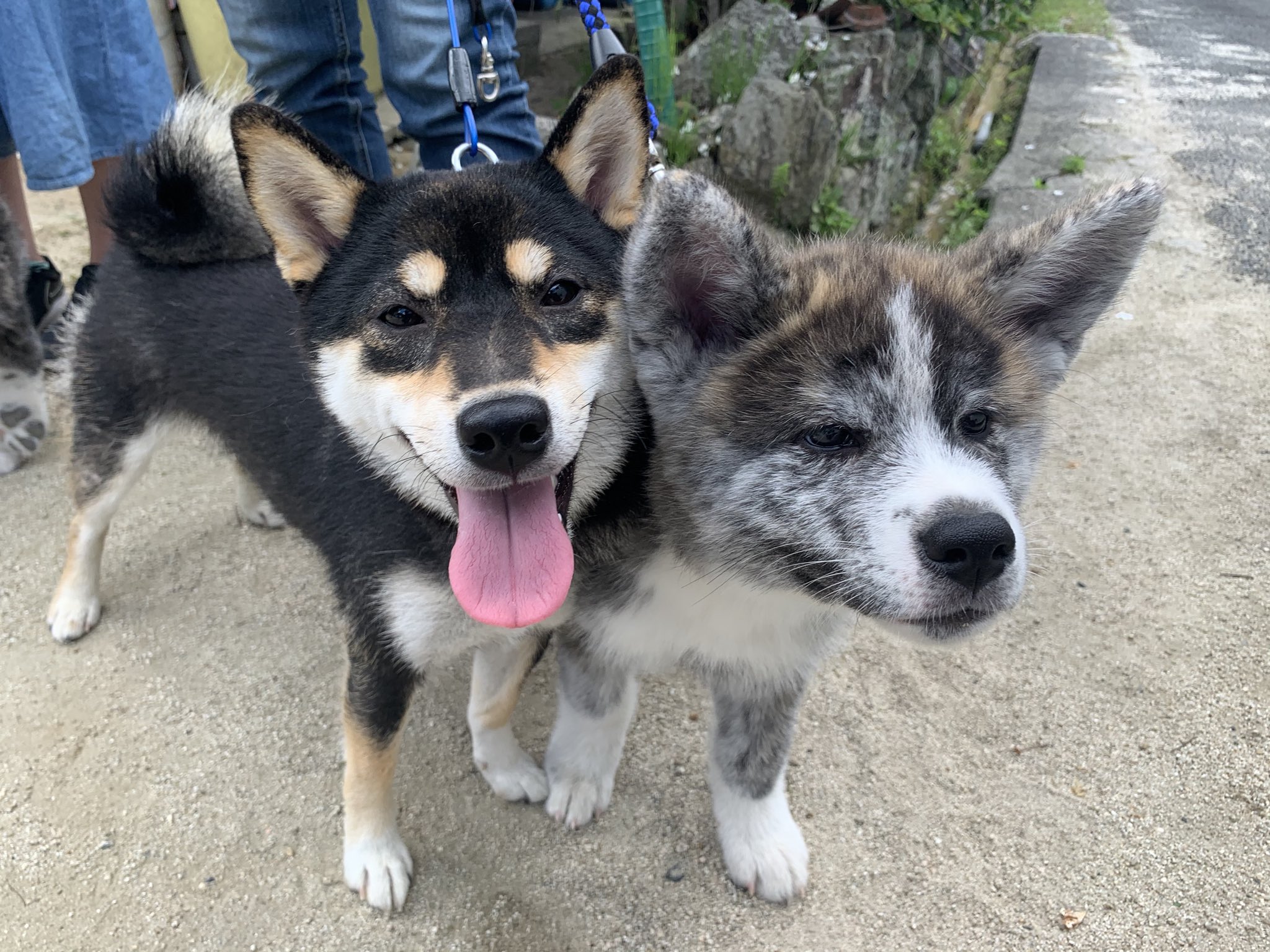 はちわれ兄弟 スーパー ヒーリング ブラザーズ 双頭のちびっ子ケルベロス 秋田犬 赤虎 黒柴 はちわれ兄弟 T Co 4kc7laarmq Twitter