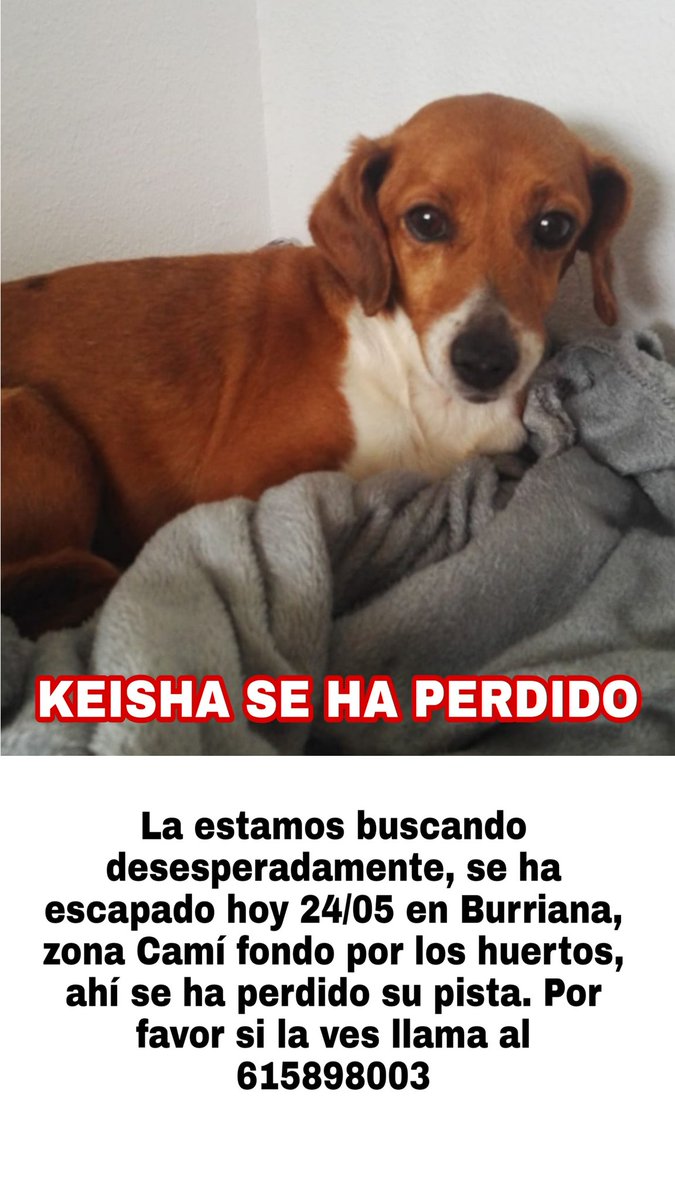 Huellas_Cs's tweet photo. 🛑⚠️ KEISHA SE HA PERDIDO
Si vives por Burriana zona Camí fondo, por los huertos, por favor, estar pendientes, ahí se perdió su pista. La estamos buscando desesperadamente.
Cualquier información llamar al 615898003 https://t.co/ufimgolkNK
