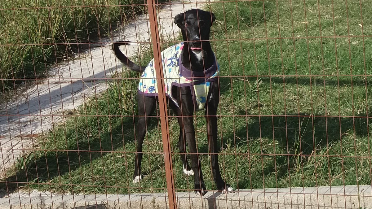 waiting impatiently for me to enter the gate so he can jump on me