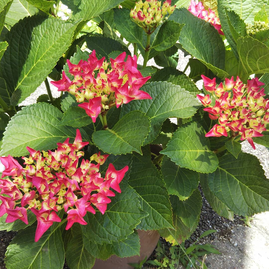 シティーラインパリ