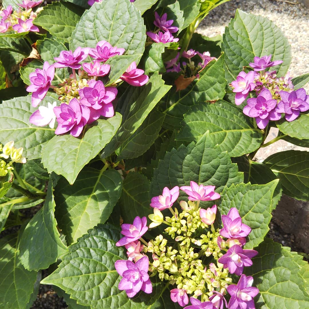 シティーラインパリ Twitter Search Twitter