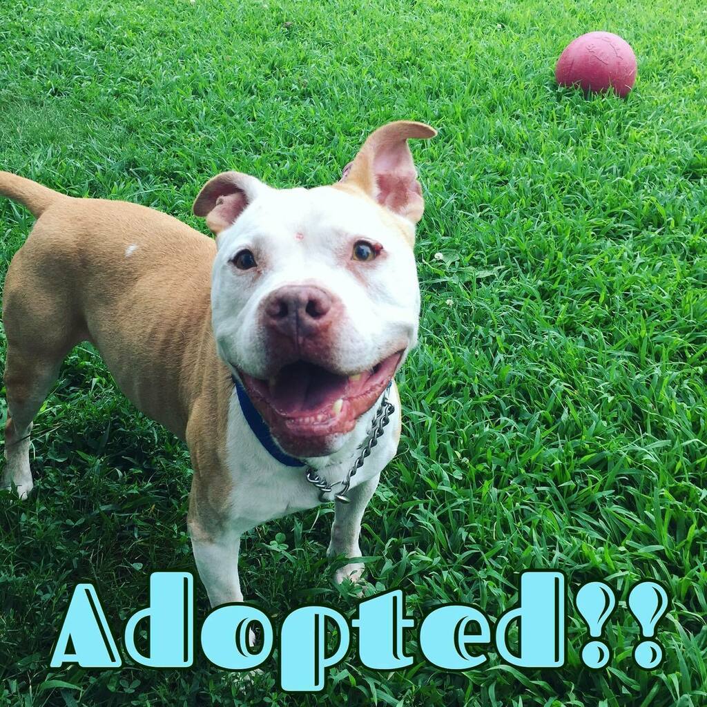 fotnhas's tweet photo. We are so happy to announce that our current longest resident, Yomo, has been adopted!! 💙🧡💛💙🧡💛 #happytails #yomothedog #newhavenanimalshelter #eightyearsyoung #pibblesmile https://t.co/jjgU1sruaf https://t.co/hXP598mPhh