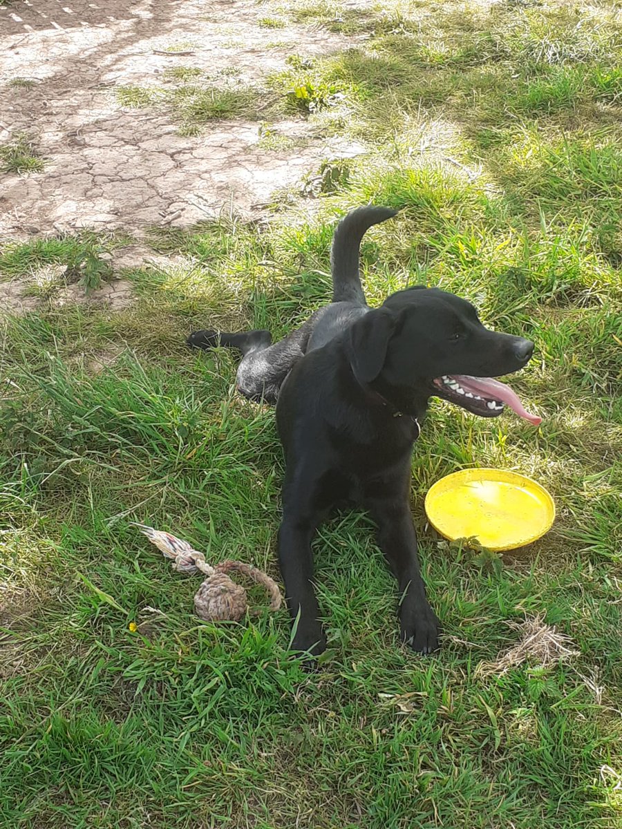 FurbabyPrince's tweet photo. The #KingdomofSomerset is hot making a #sunnysunday I've been out #K9rec exercise field with hudad doing #zoomies and found yellow round fing hudad called it #Frisbee had to leave it behind plus poster of my drying coat @RuffTumbleCoats #secure #funtime for furpals๐๐ถ https://t.co/0PQwtsrCDB