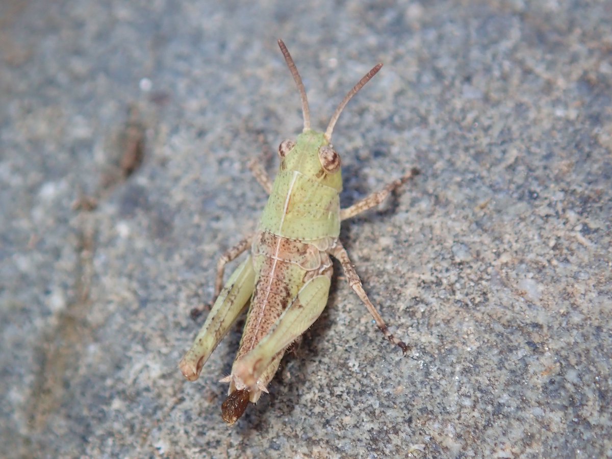ট ইট র 直 翅 類 J P 公 式 雑記 クルマバッタモドキの幼虫はそこそこ成長しているものも見られました 胸部にx字の模様が入るのが特徴ですが 緑色型ではしばしば消失します