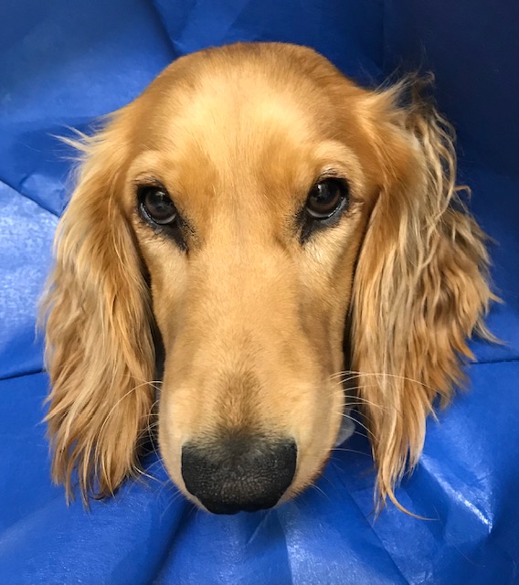 Trickle, postop, home walking 48h after surgery... #spaniel #dogsoftwitter #cutie 😀
