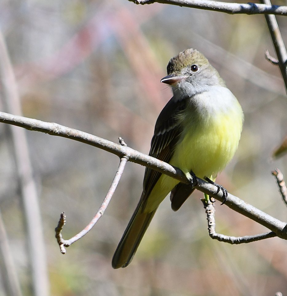DavidEvans_ROM's tweet photo. The winner of the latest #SpringMigration #BirdOff is the Great Crested Flycatcher! This large, vibrant flycatcher nests in holes & has an odd habit of using snakeskins 🐍 in its nest lining. Is it to scare predators, or just decoration? Its unknown. #birdphotography #birding https://t.co/LD5OEwNaW1