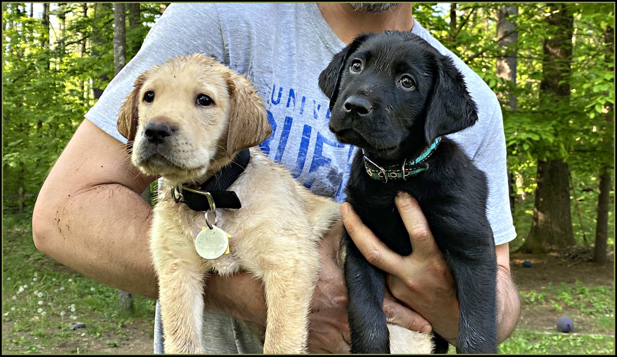 ansel112's tweet photo. 7 week old @GuidingEyes puppies on program, Ballou (4BB20) and Bart (5BB20) had a reunion playdate at Bart's house. By how wet and dirty they are, you can tell they had a blast! https://t.co/2acG6VNJag