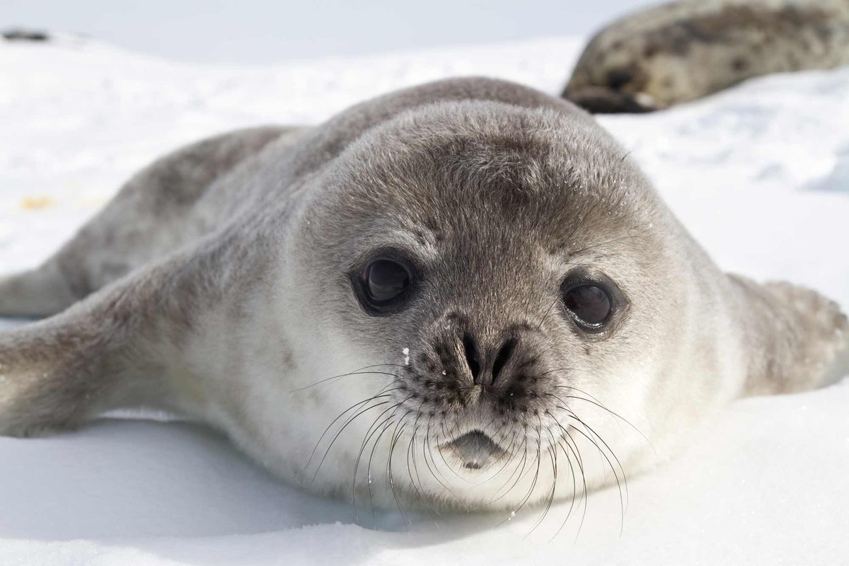 ultimate_dest's tweet photo. Today's favourite photo: The southermost range of any seal, Weddell seals spend much of their time below the #Antarctic ice where the sea is rich in fish. Here, water, wilderness &amp; wildlife combine in total perfection.
https://t.co/aeo0gPVwcR

#travelagent #Chorleywood https://t.co/epVIvDW2n5