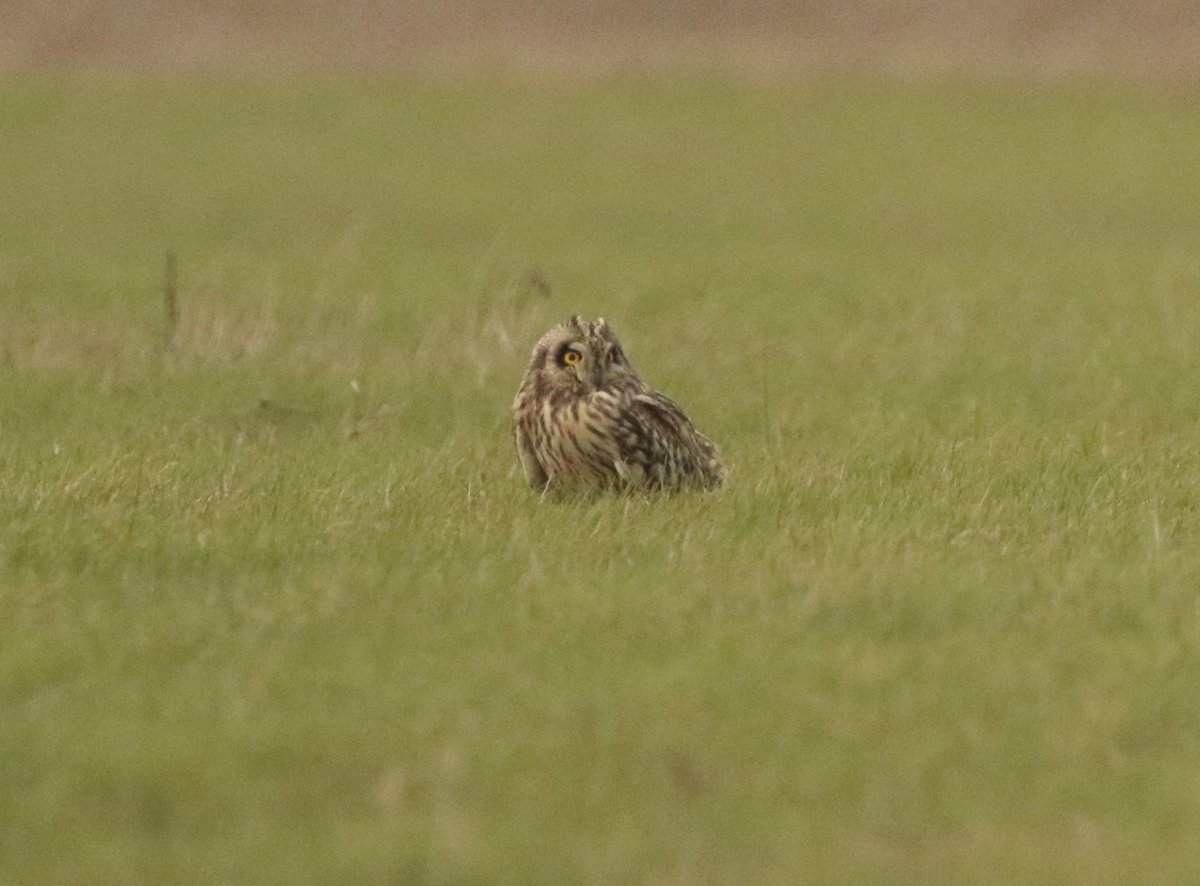 LizWalk1's tweet photo. Remembering February half term trip to #elmley #reserve before #lockdown. #Shorteared #owl at #dusk @ElmleyNNR @SeowlsUk @BirdWatchingMag @wildlife_uk @iNatureUK @NatureUK https://t.co/p1Jp9XYnqL