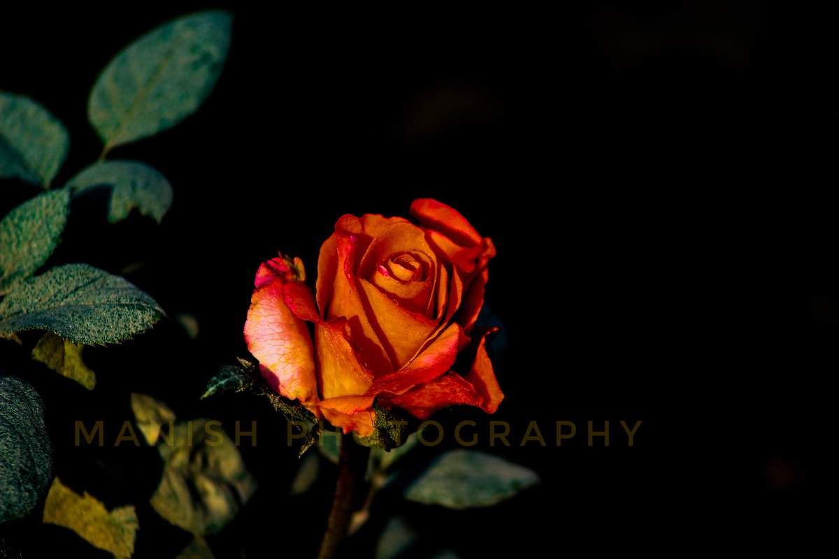 manshukl's tweet photo. #canonphotography #canon #photooftheday #photographer #roses 
@ManishS39533396 https://t.co/nd0CJEUr1O