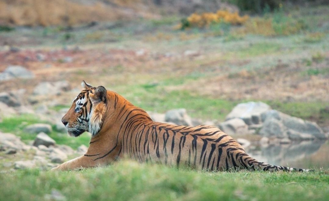 Ranthambor National Park, India