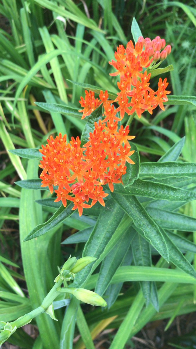 KJMatsler's tweet photo. And we have milkweed blooming! #monarch https://t.co/jOJbCluBpz
