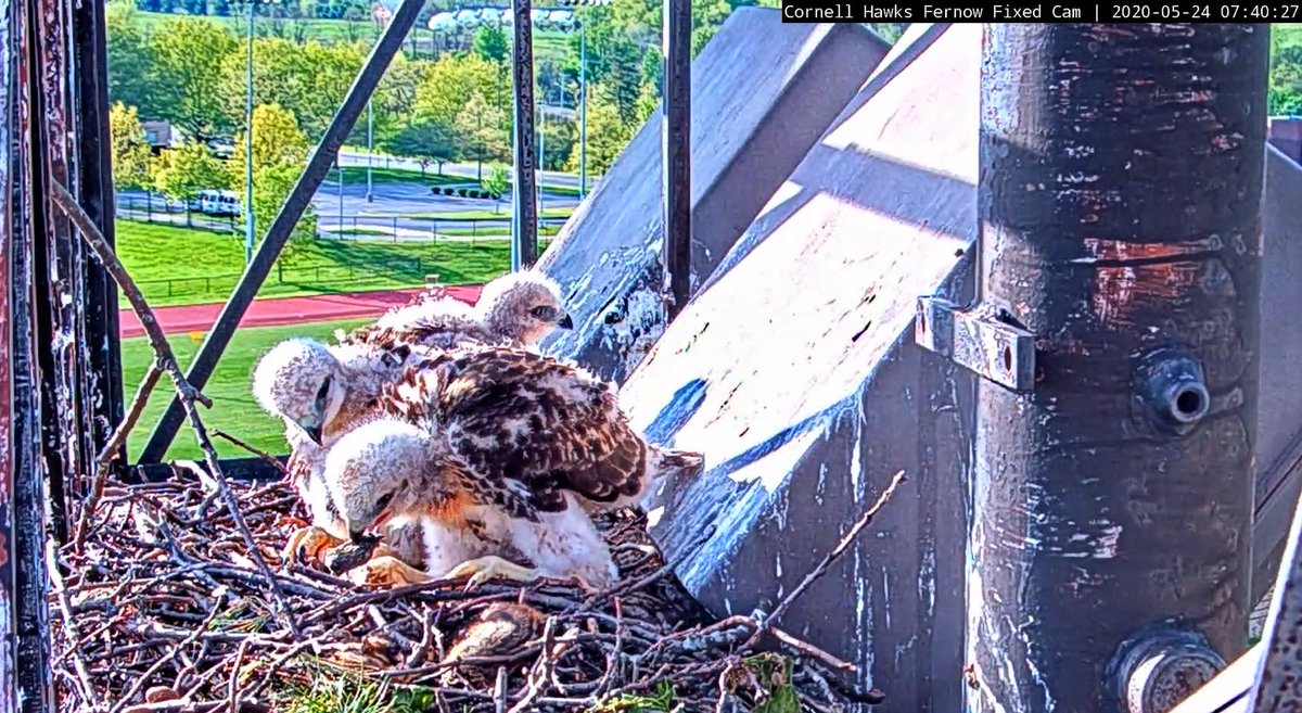 5/24    The J's watching Arthur flying by the nest earlier this morning. 

And a funny scene with J1 playing with a pellet from casting as J3 looks on.