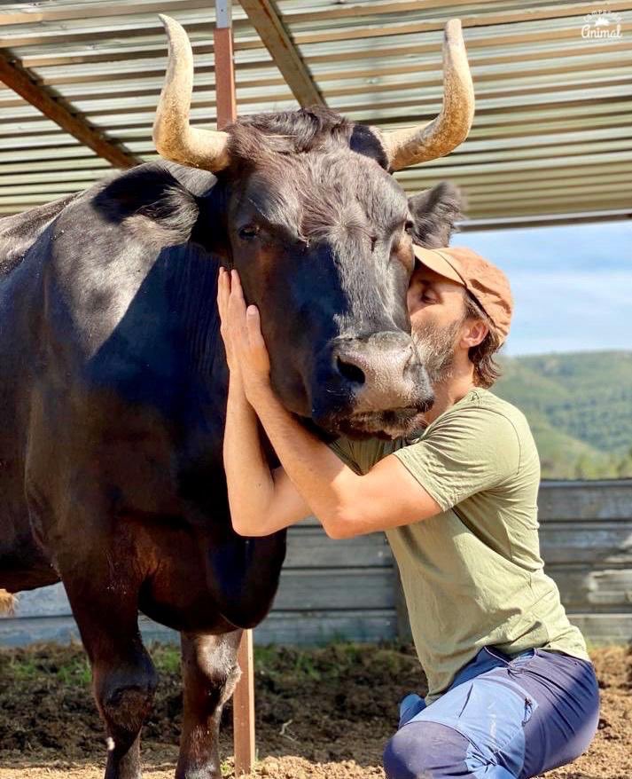 CompasionAnimal's tweet image. Patricio pasó toda su vida encerrado y solo, es un toro muy sensible y cariñoso. Si fuera por él pasaría horas dejándose acariciar.
Ahora, Patricio está viviendo la vida que siempre debió vivir, llena de cuidados y respeto. La que debería vivir cualquier toro.