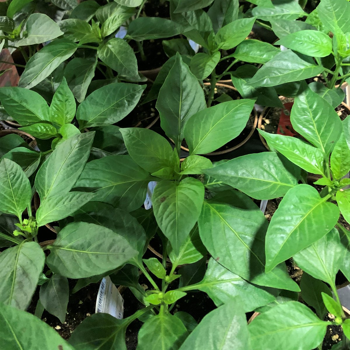 organicgarage's tweet photo. Looking for a fun activity to do outdoors? Why not grow your own veggies and herbs! 🌱🍅 Check out our transplants at our Oakville, Junction and Thornhill locations #CertifiedOrganic #HealthyFoodforLess #GrowYourOwn https://t.co/GyXLzIm6ev