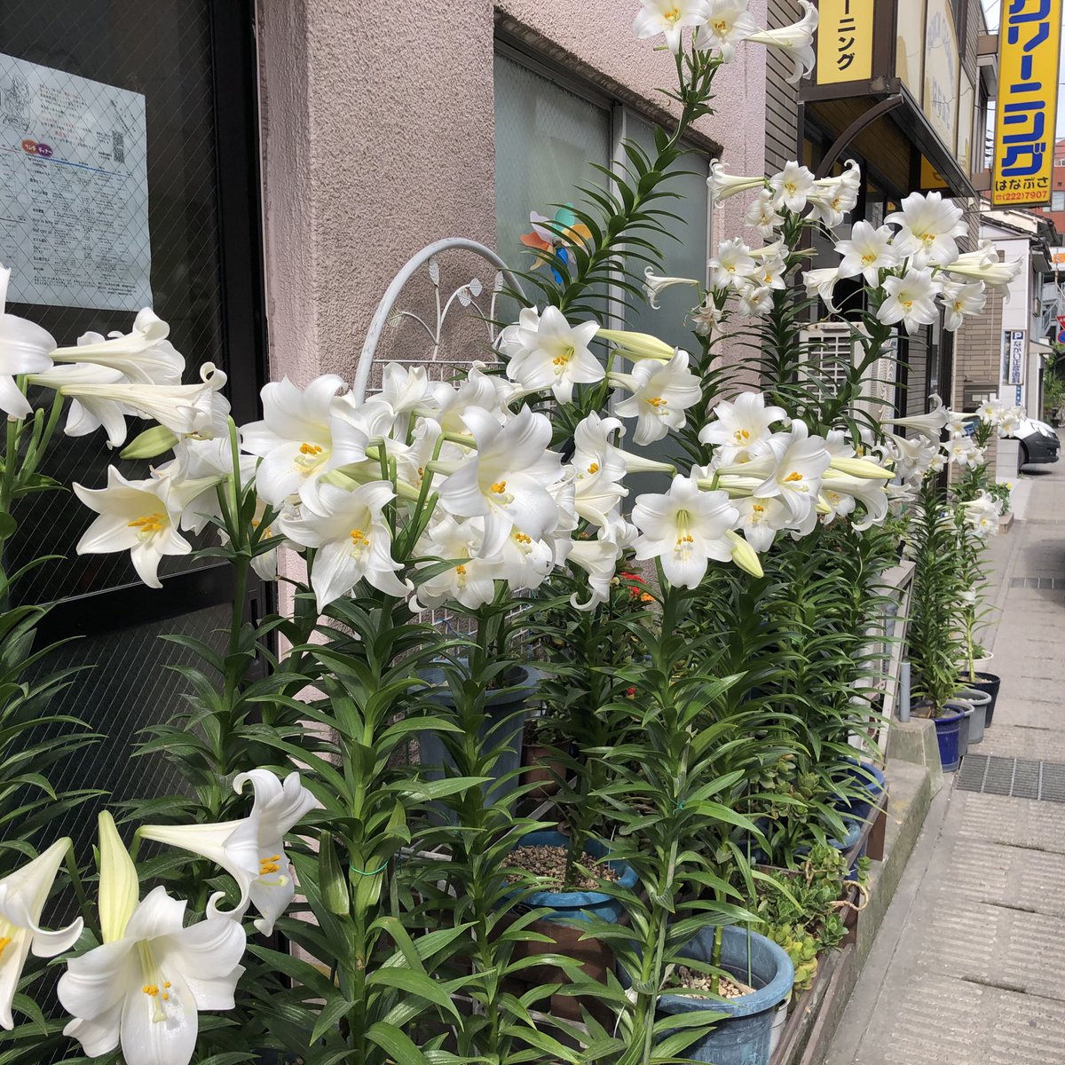 レトロフトmuseo على تويتر 名山町のユリ 鉢植え 来年の５月にはレトロフト屋上でも咲かせてみようかしら 秋冬に球根を