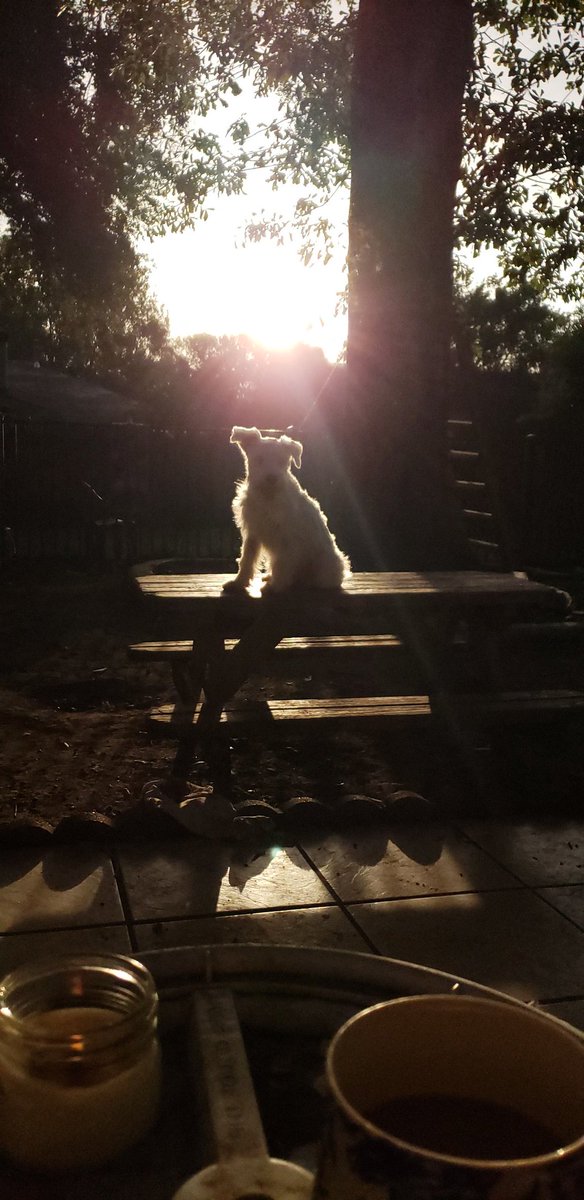 Good Morning from Legacy Pet Care! 
<a href="/LegacyPetCare/">Legacy Pet Care Houston</a>