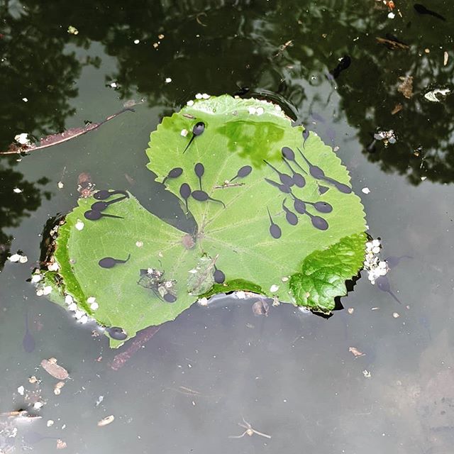 LaptopLifeLisa's tweet photo. When I was a kid we used to head out to the woods with our fishing nets and hunt for tadpoles in the stream. I remember bringing them home and keeping them outside in an old ceramic sink until they were frogs. These are in the pond in the park across the road.
#tadpoles #phdweek https://t.co/8VaiP4msbj