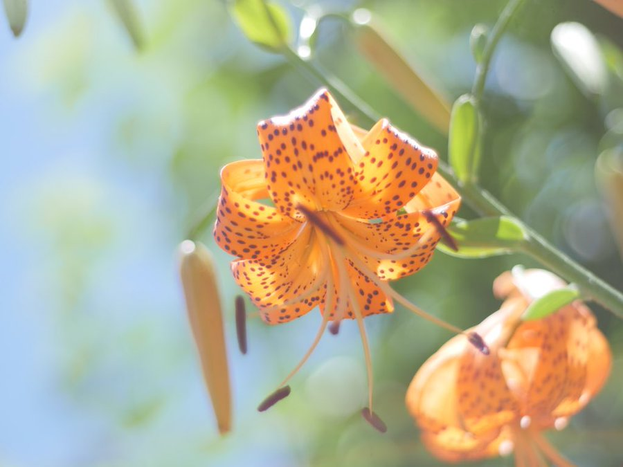 Hydrangea Ff外から失礼します タイガーリリー チグリジア の花言葉 怖い花言葉 私を愛して 私を助けて 爽やかな花言葉 誇らしく思う 鮮やかな場面 これを知った時 リング上の花ちゃんと僕らが知らなかった花ちゃんが思い浮かび 涙が止まりませ