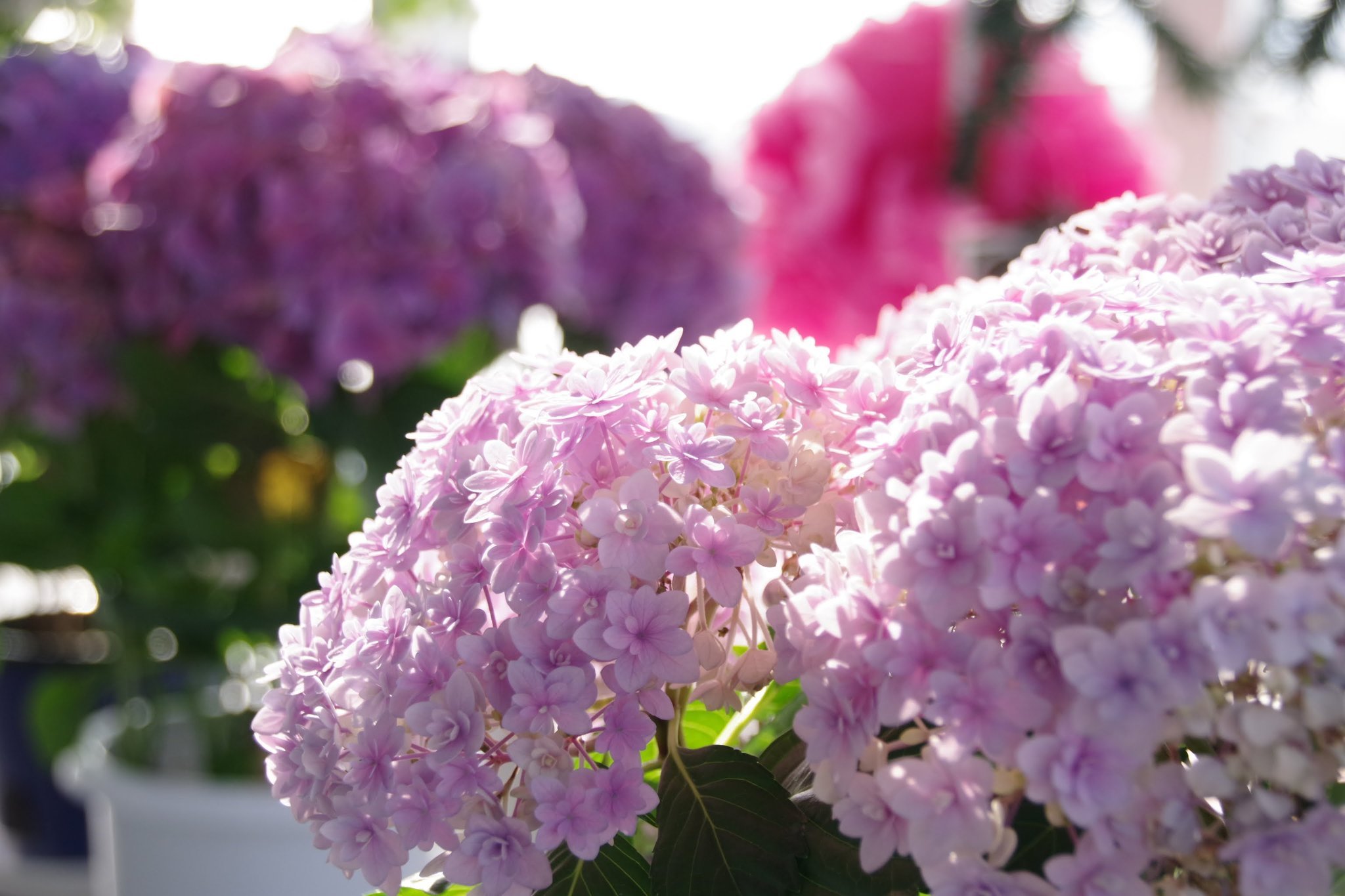 Hydrangea Rmok16 Ff外から失礼します タイガーリリー チグリジア の花言葉 怖い花言葉 私を愛して 私を助けて 爽やかな花言葉 誇らしく思う 鮮やかな場面 これを知った時 リング上の花ちゃんと僕らが知らなかった花ちゃんが思い浮かび 涙が